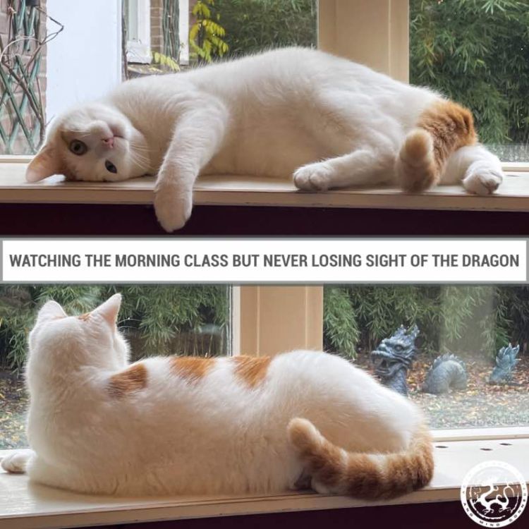 Vriendelijke buurtkat